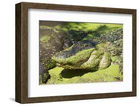 Australia, Broome. Malcolm Douglas Crocodile Park. American Alligator-Cindy Miller Hopkins-Framed Photographic Print