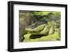 Australia, Broome. Malcolm Douglas Crocodile Park. American Alligator-Cindy Miller Hopkins-Framed Photographic Print