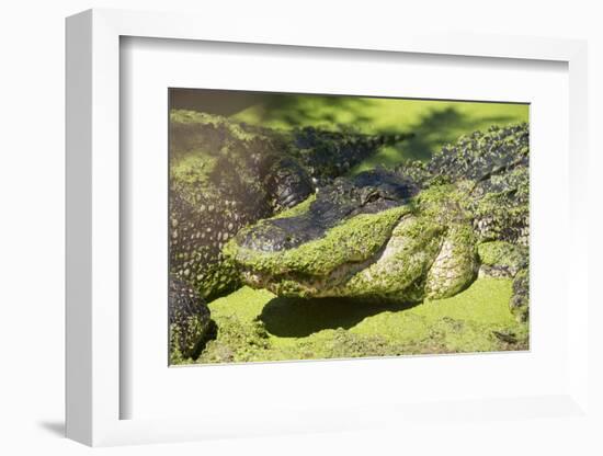 Australia, Broome. Malcolm Douglas Crocodile Park. American Alligator-Cindy Miller Hopkins-Framed Photographic Print