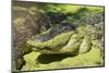 Australia, Broome. Malcolm Douglas Crocodile Park. American Alligator-Cindy Miller Hopkins-Mounted Photographic Print