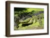 Australia, Broome. Malcolm Douglas Crocodile Park. American Alligator-Cindy Miller Hopkins-Framed Photographic Print