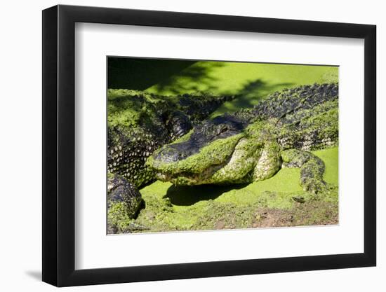 Australia, Broome. Malcolm Douglas Crocodile Park. American Alligator-Cindy Miller Hopkins-Framed Photographic Print