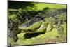Australia, Broome. Malcolm Douglas Crocodile Park. American Alligator-Cindy Miller Hopkins-Mounted Photographic Print