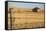 Australia, Burra, Former Copper Mining Town, Abandoned Homestead-Walter Bibikow-Framed Stretched Canvas