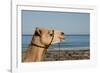 Australia, Cable Beach. Camel Used for Sight Seeing Along Cable Beach-Cindy Miller Hopkins-Framed Photographic Print