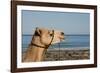 Australia, Cable Beach. Camel Used for Sight Seeing Along Cable Beach-Cindy Miller Hopkins-Framed Photographic Print