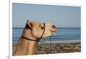 Australia, Cable Beach. Camel Used for Sight Seeing Along Cable Beach-Cindy Miller Hopkins-Framed Photographic Print