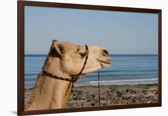 Australia, Cable Beach. Camel Used for Sight Seeing Along Cable Beach-Cindy Miller Hopkins-Framed Photographic Print