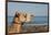 Australia, Cable Beach. Camel Used for Sight Seeing Along Cable Beach-Cindy Miller Hopkins-Framed Photographic Print