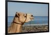Australia, Cable Beach. Camel Used for Sight Seeing Along Cable Beach-Cindy Miller Hopkins-Framed Photographic Print
