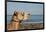 Australia, Cable Beach. Camel Used for Sight Seeing Along Cable Beach-Cindy Miller Hopkins-Framed Photographic Print