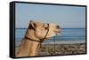 Australia, Cable Beach. Camel Used for Sight Seeing Along Cable Beach-Cindy Miller Hopkins-Framed Stretched Canvas