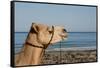 Australia, Cable Beach. Camel Used for Sight Seeing Along Cable Beach-Cindy Miller Hopkins-Framed Stretched Canvas