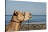 Australia, Cable Beach. Camel Used for Sight Seeing Along Cable Beach-Cindy Miller Hopkins-Stretched Canvas