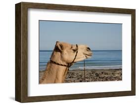 Australia, Cable Beach. Camel Used for Sight Seeing Along Cable Beach-Cindy Miller Hopkins-Framed Photographic Print