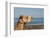 Australia, Cable Beach. Camel Used for Sight Seeing Along Cable Beach-Cindy Miller Hopkins-Framed Photographic Print