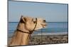 Australia, Cable Beach. Camel Used for Sight Seeing Along Cable Beach-Cindy Miller Hopkins-Mounted Photographic Print