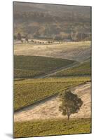 Australia, Clare Valley, Clare, Elevated View of Vineyards-Walter Bibikow-Mounted Photographic Print