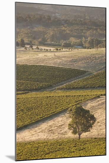 Australia, Clare Valley, Clare, Elevated View of Vineyards-Walter Bibikow-Mounted Photographic Print