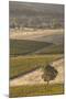 Australia, Clare Valley, Clare, Elevated View of Vineyards-Walter Bibikow-Mounted Photographic Print