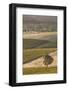 Australia, Clare Valley, Clare, Elevated View of Vineyards-Walter Bibikow-Framed Photographic Print