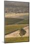 Australia, Clare Valley, Clare, Elevated View of Vineyards-Walter Bibikow-Mounted Photographic Print