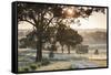 Australia, Clare Valley, Clare, Gum Trees by Brooks Lookout, Dawn-Walter Bibikow-Framed Stretched Canvas