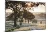 Australia, Clare Valley, Clare, Gum Trees by Brooks Lookout, Dawn-Walter Bibikow-Mounted Photographic Print