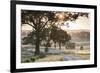 Australia, Clare Valley, Clare, Gum Trees by Brooks Lookout, Dawn-Walter Bibikow-Framed Photographic Print