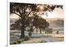 Australia, Clare Valley, Clare, Gum Trees by Brooks Lookout, Dawn-Walter Bibikow-Framed Photographic Print