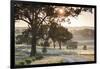 Australia, Clare Valley, Clare, Gum Trees by Brooks Lookout, Dawn-Walter Bibikow-Framed Photographic Print