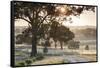 Australia, Clare Valley, Clare, Gum Trees by Brooks Lookout, Dawn-Walter Bibikow-Framed Stretched Canvas