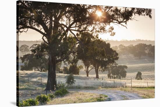 Australia, Clare Valley, Clare, Gum Trees by Brooks Lookout, Dawn-Walter Bibikow-Stretched Canvas