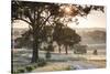 Australia, Clare Valley, Clare, Gum Trees by Brooks Lookout, Dawn-Walter Bibikow-Stretched Canvas