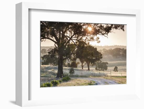 Australia, Clare Valley, Clare, Gum Trees by Brooks Lookout, Dawn-Walter Bibikow-Framed Photographic Print