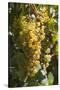 Australia, Clare Valley, Sevenhill, Winery Vineyard-Walter Bibikow-Stretched Canvas
