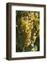 Australia, Clare Valley, Sevenhill, Winery Vineyard-Walter Bibikow-Framed Photographic Print