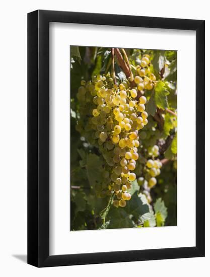 Australia, Clare Valley, Sevenhill, Winery Vineyard-Walter Bibikow-Framed Photographic Print