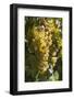 Australia, Clare Valley, Sevenhill, Winery Vineyard-Walter Bibikow-Framed Photographic Print