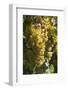 Australia, Clare Valley, Sevenhill, Winery Vineyard-Walter Bibikow-Framed Photographic Print