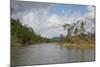 Australia, Daintree National Park, Daintree River. Rainforest-Cindy Miller Hopkins-Mounted Photographic Print