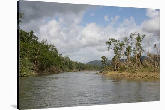 Australia, Daintree National Park, Daintree River. Rainforest-Cindy Miller Hopkins-Stretched Canvas