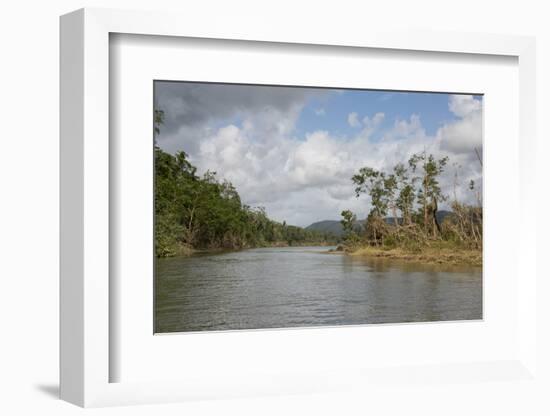 Australia, Daintree National Park, Daintree River. Rainforest-Cindy Miller Hopkins-Framed Photographic Print