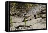 Australia, Daintree National Park, Daintree River. Saltwater Crocodile-Cindy Miller Hopkins-Framed Stretched Canvas