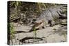 Australia, Daintree National Park, Daintree River. Saltwater Crocodile-Cindy Miller Hopkins-Stretched Canvas