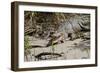 Australia, Daintree National Park, Daintree River. Saltwater Crocodile-Cindy Miller Hopkins-Framed Photographic Print