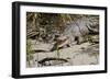 Australia, Daintree National Park, Daintree River. Saltwater Crocodile-Cindy Miller Hopkins-Framed Photographic Print