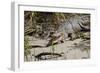 Australia, Daintree National Park, Daintree River. Saltwater Crocodile-Cindy Miller Hopkins-Framed Photographic Print