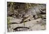 Australia, Daintree National Park, Daintree River. Saltwater Crocodile-Cindy Miller Hopkins-Framed Photographic Print