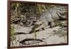 Australia, Daintree National Park, Daintree River. Saltwater Crocodile-Cindy Miller Hopkins-Framed Photographic Print